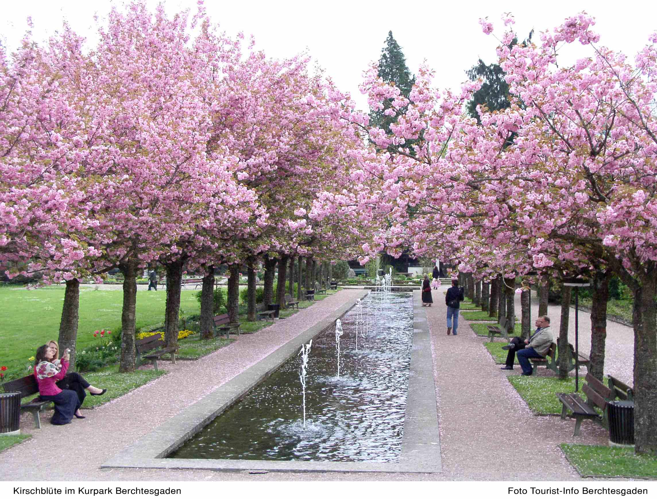 Berchtesgaden - Kirschblüte im Kurpark