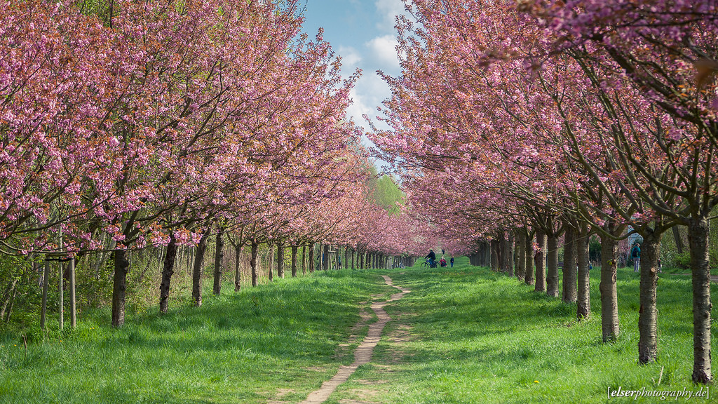 Kirschblüte - Foto Benedikt Elser