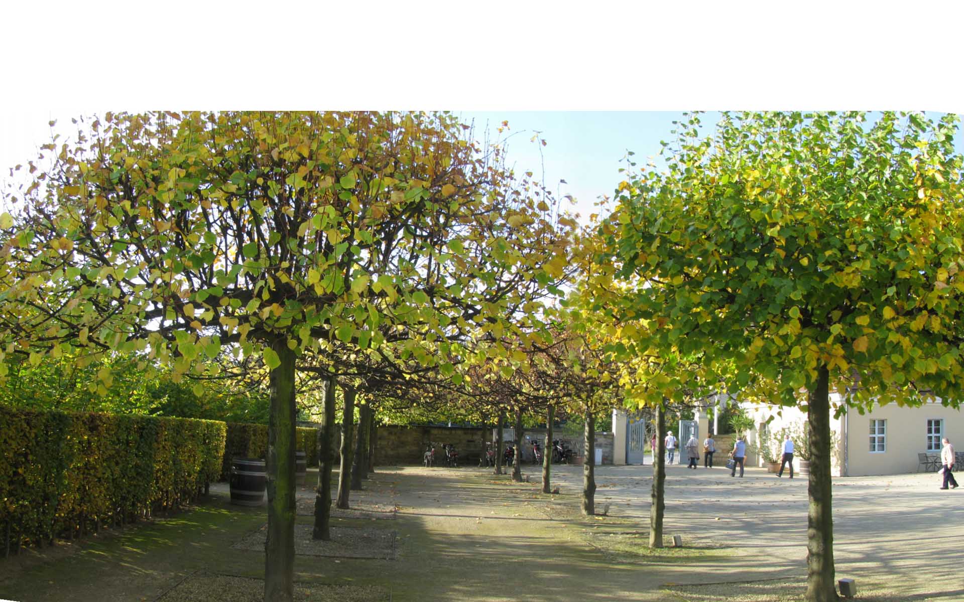 Junge Linden-Allee, gesehen in Radebeul, 2017