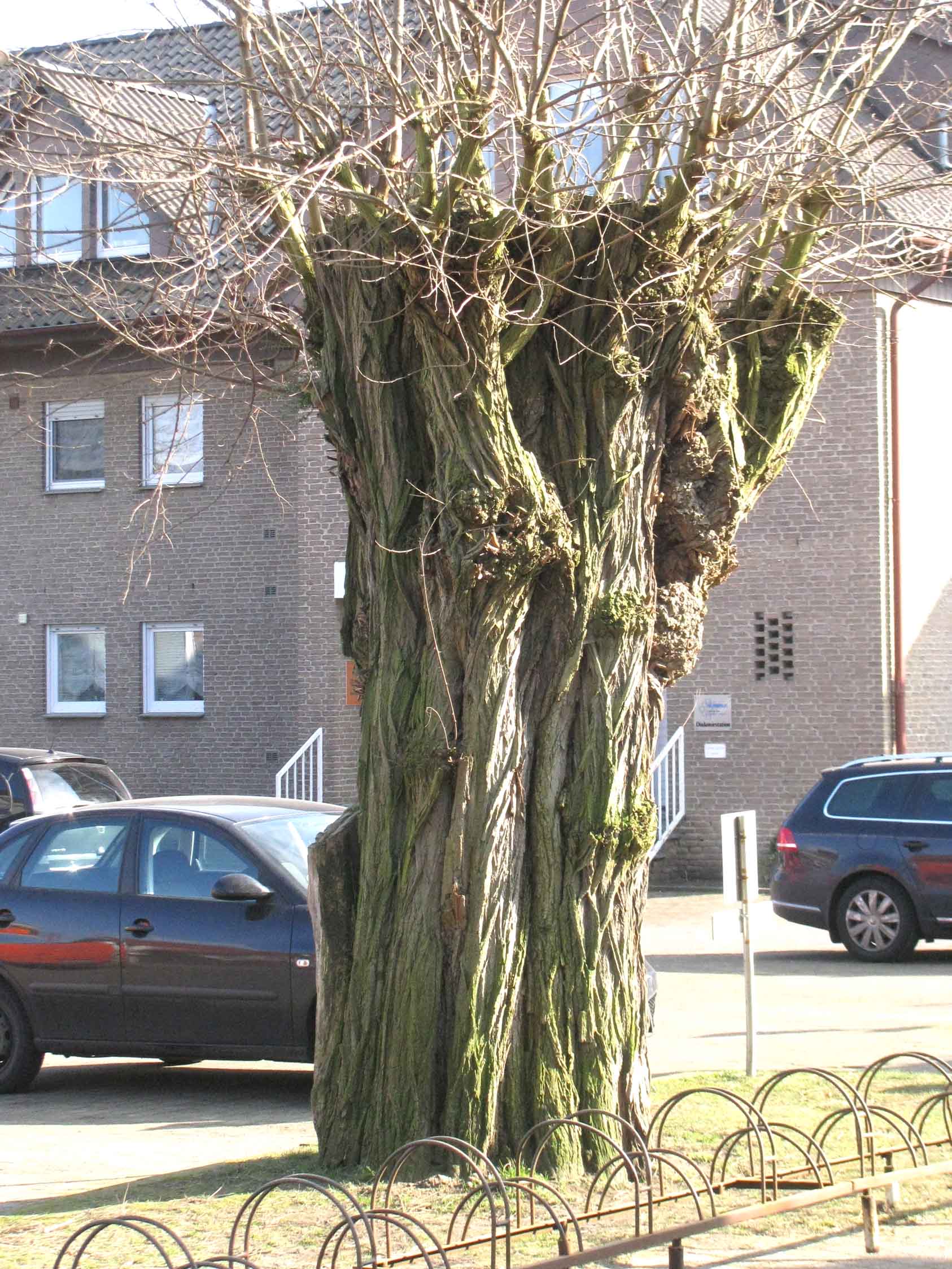 Rahden - Kirchplatz, alte Robinie 2-2018