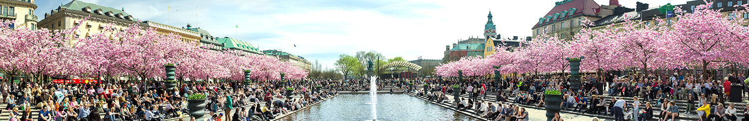 Stockholm, Kungsträdgården, Kirschblüte
